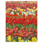 Scrapbooking Letterhead paper Colorful Tulip Flora