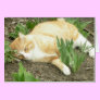Scrapper in the garden greeting card