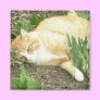 Scrapper in the garden