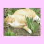 Scrapper in the garden
