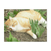 Scrapper in the garden postcards