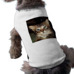 Scrapper Kitten Dog Shirt