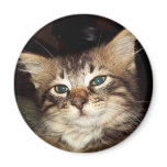 Scrapper Kitten Refrigerator Magnet