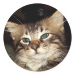 Scrapper Kitten Round Sticker