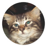 Scrapper Kitten Round Sticker