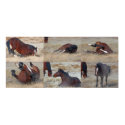Scratching Mustang Montage posters by JudsonJoyce Scratching Mustang Montage posters