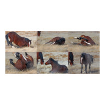 Scratching Mustang Montage posters by JudsonJoyce Scratching Mustang Montage posters