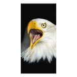 Screaming American Bald Eagle Photo Card Template