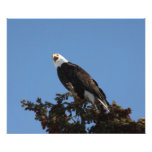 Screaming Eagle Photographic Print