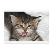 Screaming Kitty Post Card