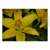 Screaming Lily cards