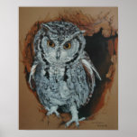 Screech Owl Art Poster posters