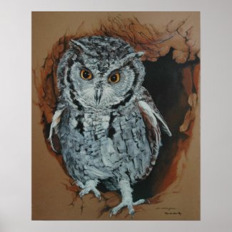 Screech Owl Art Poster