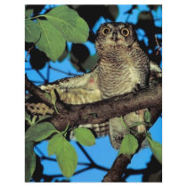 Screech owl custom flyer