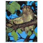 Screech owl flyers