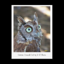 Screech Owl II postcards