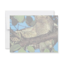 Screech owl invites