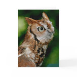 Screech Owl Notecard