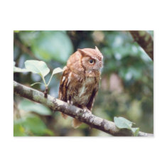 Screech Owl Postcard postcard