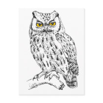 Screech Owl Postcard