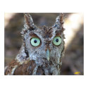 Screech Owl posters