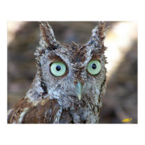 Screech Owl posters
