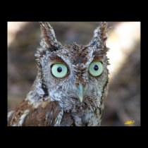 Screech Owl posters