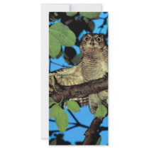 Screech owl rack card template