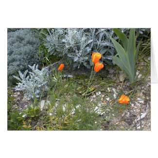 Scripture Card: CA Poppies Greeting Card
