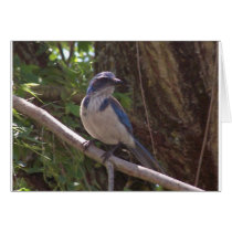 Scrub Jay cards