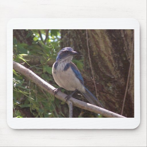 Scrub Jay Mouse Mats