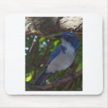 Scrub Jay Mouse Pad