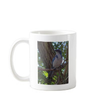 Scrub Jay mugs