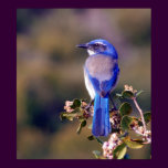 Scrub Jay