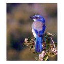 Scrub Jay posters by Sherlockdonatello Scrub Jay posters