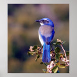 Scrub Jay posters
