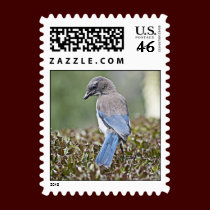 Scrub-Jay Stamp stamps