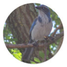round_sticker - Scrub Jay round_sticker - Scrub Jay