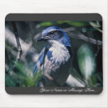 Scrub Jay, Western Mouse Pad