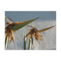 Scruffy Birds Postcard