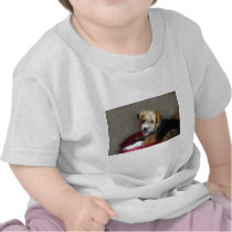 SCRUFFY DOG! t-shirts