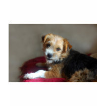 SCRUFFY DOG! t-shirts