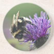 Scruffy Old Bee coaster coasters