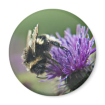 Scruffy Old Bee Fridge Magnet magnets