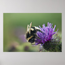 Scruffy Old Bee print posters