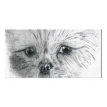 Scruffy photo cards by bdoodles Scruffy photo cards