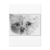 Scruffy postcards