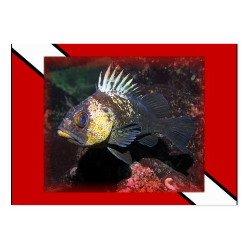 Scuba Rockfish - Business Card (front side)