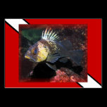 Scuba Rockfish - Business Card business cards