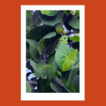 leaves, green leaves, trees, curved leaves, round
